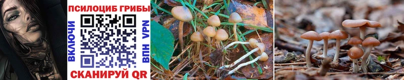 Псилоцибиновые грибы Cubensis  mega ссылка  Южно-Сахалинск 